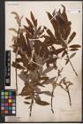 Foto von Salix canariensis C. Sm. ex Link